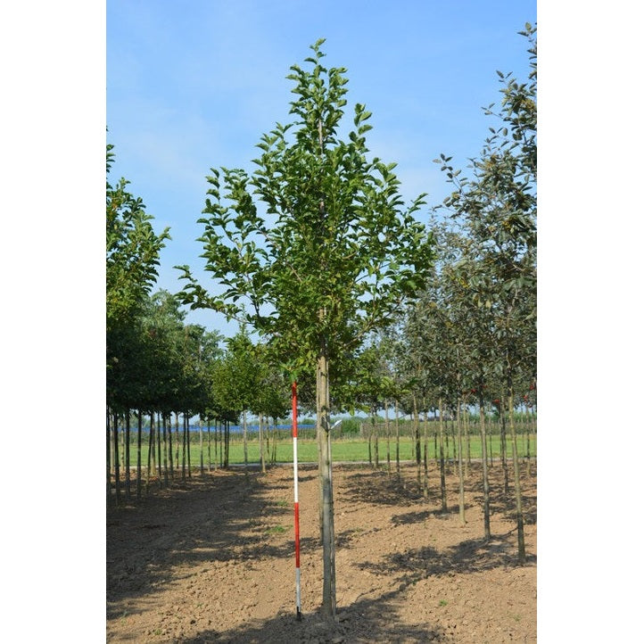 Japansk magnolia - Magnolia kobus - Stammens omkrets 16-18 cm, höjd 3,5-4 meter, HS, COCO